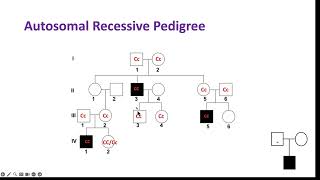 Inheritance part 3  pedigrees [upl. by Kinson932]