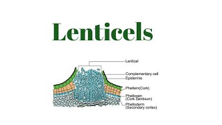 Lenticels [upl. by Avrom675]