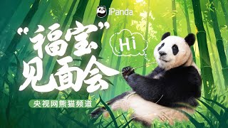 Live Now Panda Fu Baos Public Meeting  iPanda [upl. by Einnep]