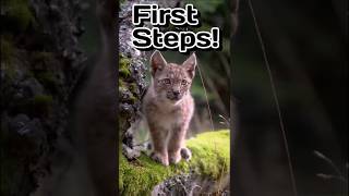 Adorable BABY LYNX Takes his First Steps [upl. by Jacquenette580]