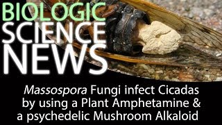 Science News  Massospora Fungi infect Cicadas by using a Plant Amphetamine and a Mushroom Alkaloid [upl. by Leibarg]