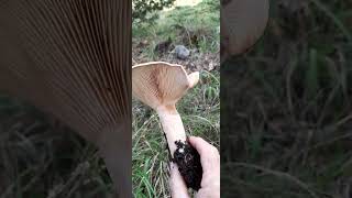 CLİTOCYBE GEOTROPABAL KADIN MANTARIEBİŞKEPIRNAL MELKİSİBOLU [upl. by Elysha330]