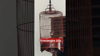 branjangan joss [upl. by Eada]