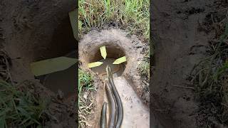 Survival Skills Simple But Very Useful with eel trap survival fishing shortvideo [upl. by Akitahs]