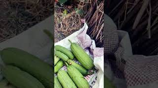 My green garden 🏡 vegetable 🥒🥒🥒🥒🥒 harvest gilci Aaj humne gilci harvest ki [upl. by Dlarej]