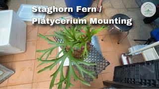 Staghorn Fern  Platycerium Mounting on drainage cell [upl. by Ereveneug]