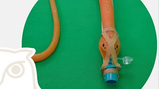 CSL Endotracheale Intubation der Schlange [upl. by Derte]