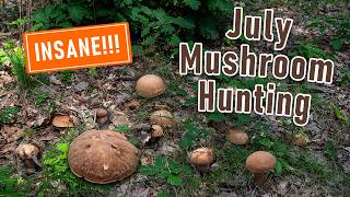 INSANE Mushroom Foraging in July 2024  Mushrooms Houby Grzyby Funghi Pilze Porcini Boletus [upl. by Grath801]