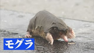 大雨の現場で住処を追われたモグラに遭遇！水たまりに転落し溺れていたので救助することに… [upl. by Salsbury]