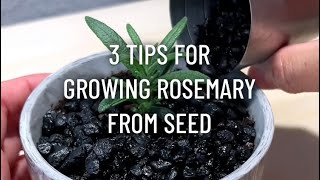 3 Tips for Growing Rosemary from Seed [upl. by Eiba]