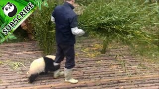 【Panda Top3】Nanny teaches you how to pet a panda [upl. by Ragg]