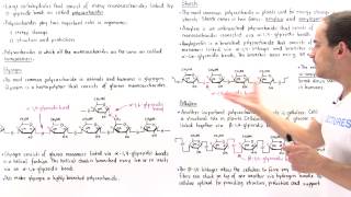 Polysaccharides Glycogen Starch and Cellulose [upl. by Ynffit]