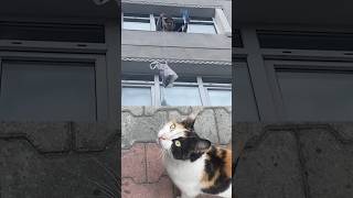 He ordered his meal from the window😻 catvideos cat catshorts cute catlover funnyvideo [upl. by Enimrej]