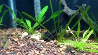 Update on how to lower Ph on a fish tank [upl. by Yelreveb571]