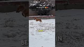 This wiener dog LOVES the snow ❤️ [upl. by Anirbys]