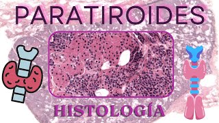 Histología de Paratiroides [upl. by Niall]