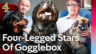 Meet The Iconic Gogglebox Dogs  Gogglebox  Channel 4 [upl. by Esirehs546]