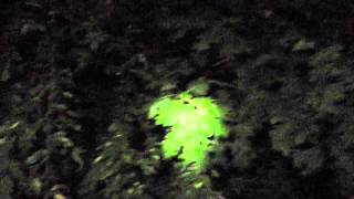 The Night Sounds Of The Cha Chas  Katydids [upl. by Ecidnacal]