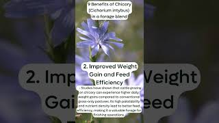 9 Benefits of ChicoryCichorium intybus in a forage blend Improved Weight Gain and Feed Efficiency [upl. by Hedvig]