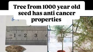 Sheba Tree developed from 1000 year old seed has anti cancer properties [upl. by Ztnaj764]