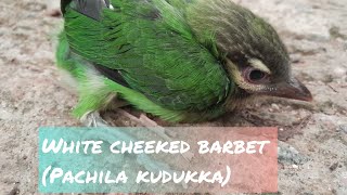 White cheeked barbet or small cheek barbetPachila Kudukka [upl. by Stoat]