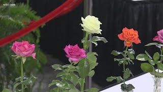 Prize winning roses at the South Carolina State Fair [upl. by Atiekal]