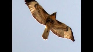 Red Tail Hawk Screeching in Flight High Above Me [upl. by Ibbetson323]