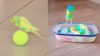 BEST of FUNNY and CUTE Budgies parrot compilation [upl. by Finnie449]