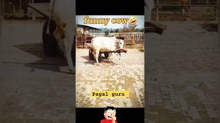 Pagal guru dikhao guru cow villagesound guruamba cowsound cowdance gaan gorurvideo shorts [upl. by Alleunamme]