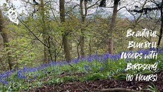 🌲 Beautiful Bluebell Woods with Birdsong 10 HOURS Calming Sounds of Nature and Wildlife [upl. by Melany]