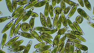 Euglena part plant part animal by Motic Europe [upl. by Meyeroff655]