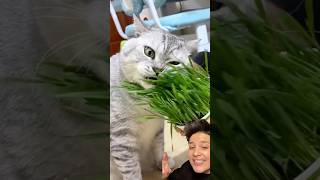 Organik kedi çimini denedim catgrass kedi cat [upl. by Ysnat781]