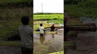 How Retting of Jute Plants Is Done shorts [upl. by Mungovan]