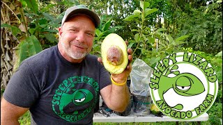 How To Grow Avocados From A Store Bought Avocado Seed [upl. by Mateusz]