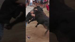 3 TORACOS GUAPOS EN LA POBLA MORATALL 2024 TOROS TV [upl. by Weissman]