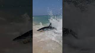 Shark 10 Long finned Mako Shark swims ashore Pensacola beach [upl. by Faucher]