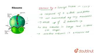 What is ribosome [upl. by Ardnek]