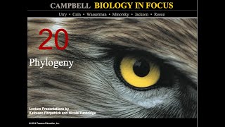 Biology in Focus Chapter 20 Phylogeny [upl. by Coucher]