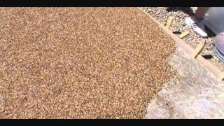 Pebblestone flooring driveway installation [upl. by Enner759]