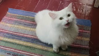 Angora cat is meowing and asking about something [upl. by Aillemac]