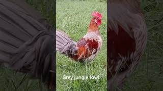 Rooster crowing compilation Rooster murga [upl. by Lehte]