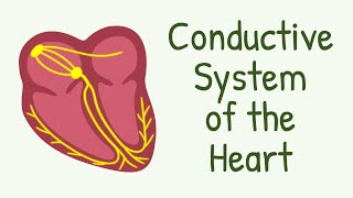 Conductive System of The Heart  AV Node Bundle of His Purkinje Fibers [upl. by Fabiola]