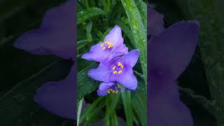 Tradescantia virginiana [upl. by Fifine]