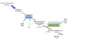 Purine Synthesis and Salvage Pathway [upl. by Chick586]