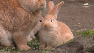 Nachwuchs bei den Flämischen Riesenkaninchen im Tierpark Berlin  Giant Rabbit offspring [upl. by Noswad]