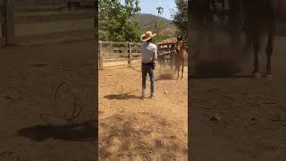 Cavalão bruto 🐎💥🌵💪🤠 roça teamroping peao rodeio [upl. by Aleahcim299]