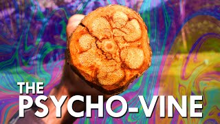 This Is What Ayahuasca Does To Your Brain [upl. by Namzaj]