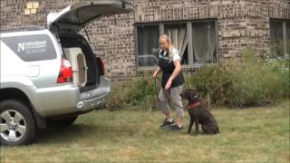 Coco Chocolate Labrador Retriever Dog Training Video [upl. by Vannie]