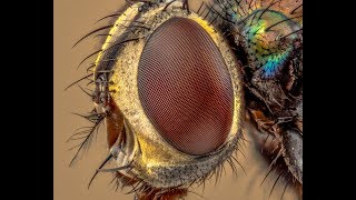 Extreme Macro Using Reversed Enlarger Lenses [upl. by Eseerehc]