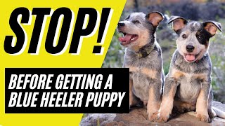 7 Things to Know BEFORE Getting a Blue Heeler Puppy  Blue Heeler Puppies [upl. by Erdda]